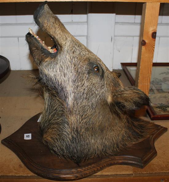 Mounted boars head